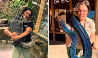 Vídeo: funcionária do Zoo dos Répteis se diverte com cobras gigantes, crocodilos e lagartos
