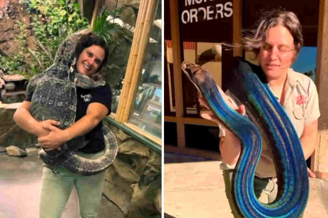 Vídeo: funcionária do Zoo dos Répteis se diverte com cobras gigantes, crocodilos e lagartos