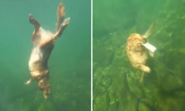 Vídeo registra cão golden retriever mergulhando para recuperar objeto no fundo de rio