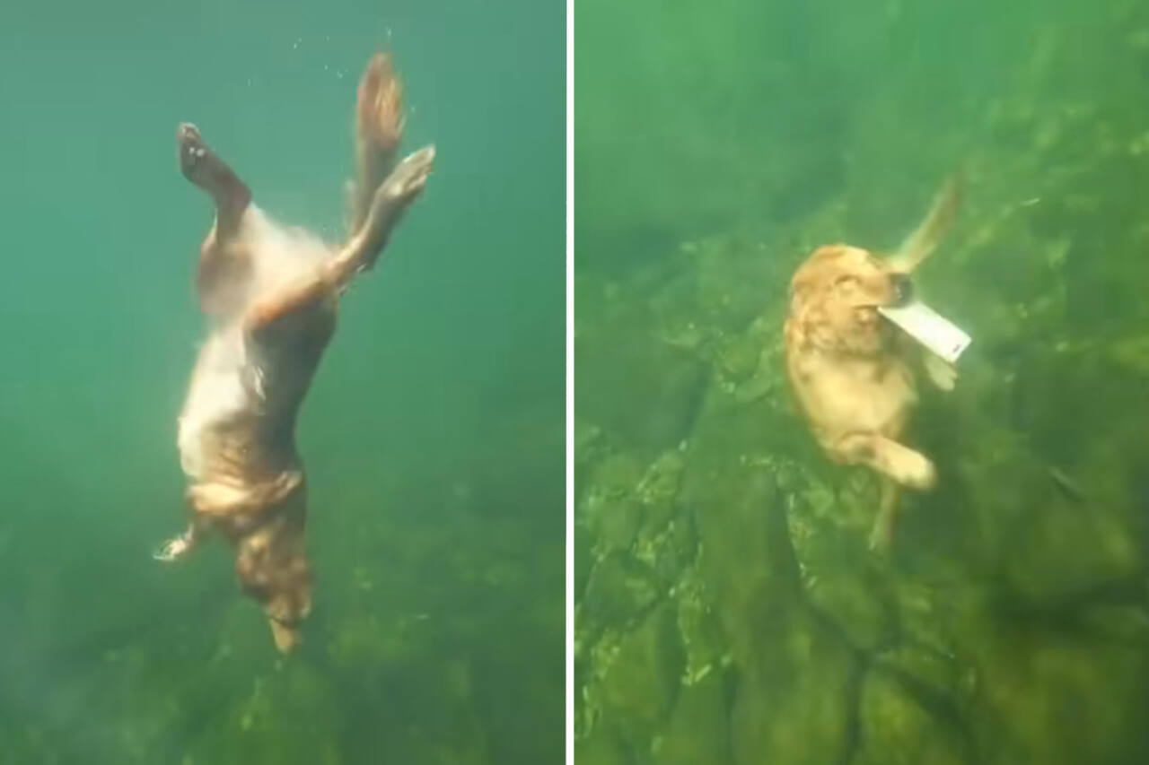 Videoen registrerer en golden retriever som dykker for å hente et objekt på bunnen av elven