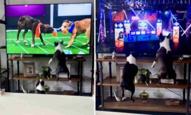 Vídeo hilário: dificilmente você vai ver cães mais empolgados com a TV do que esses