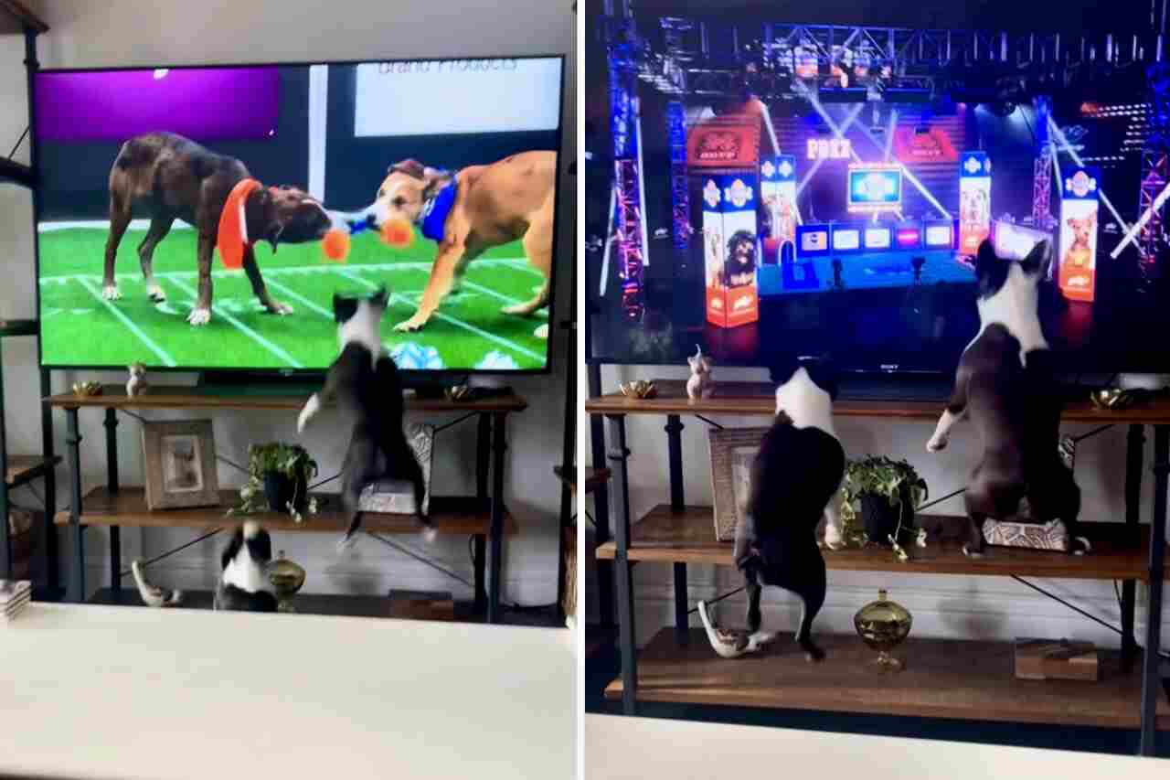 Morsom video: Du vil knapt se hunder mer entusiastiske foran TV-en enn disse