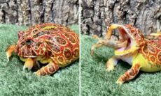 Vídeo violento: quem ganha uma luta entre sapo e caranguejo?