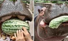 Vídeo: você já viu um hipopótamo comendo melancia? Mate a sua curiosidade
