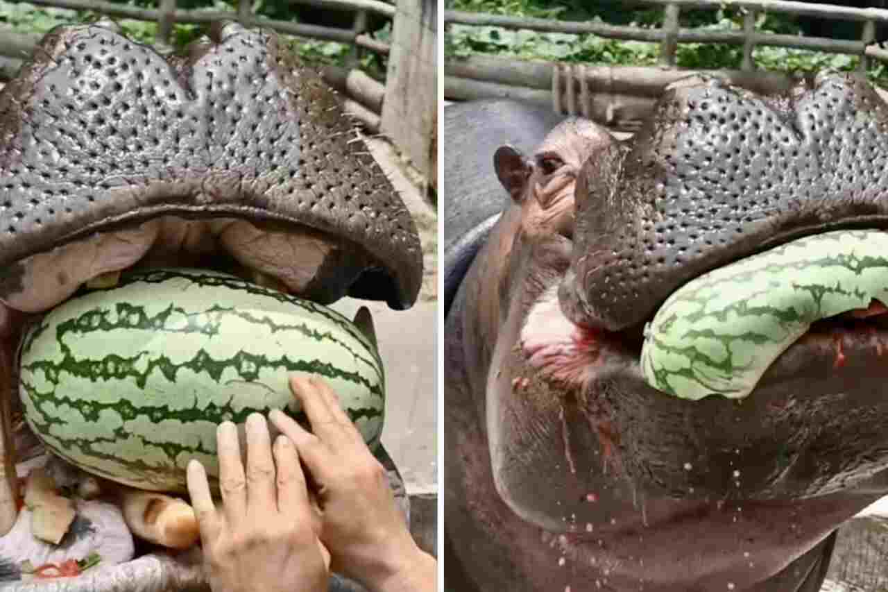 Video: have you ever seen a hippopotamus eating a watermelon? Satisfy your curiosity