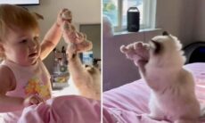 Vídeo fofo: gato disputa com bebê por causa de porquinho de pelúcia