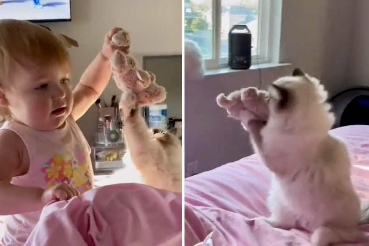 Video carino: gatto in competizione con il bambino per un maialino di peluche
