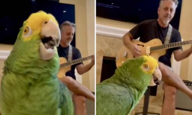 En papegoja anses vara den bästa rock-sångaren genom tiderna. Foto: Reproduktion Instagram