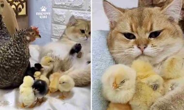 Vídeo quase fofo: galinha e gata disputam quem é a mãe dos pintinhos