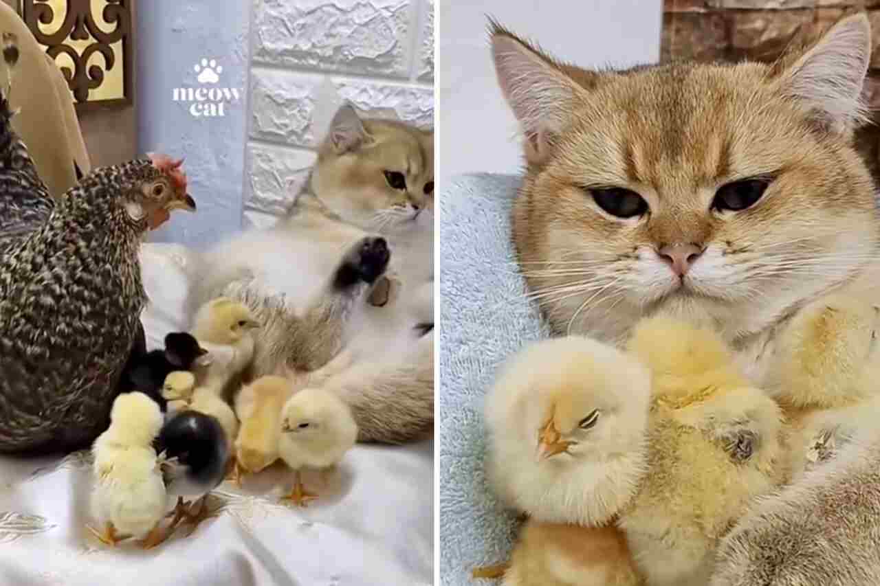 Fast süßes Video: Huhn und Katze konkurrieren um die Mutterschaft der Küken