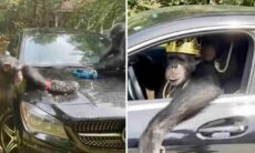 Apor tvättar en Mercedes-Benz och kör iväg (Foto: Reproduktion/Instagram)