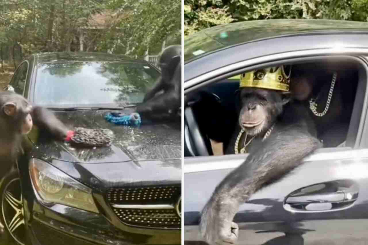 Vídeo hilário: macacos lavam uma Mercedes-Benz e saem dirigindo