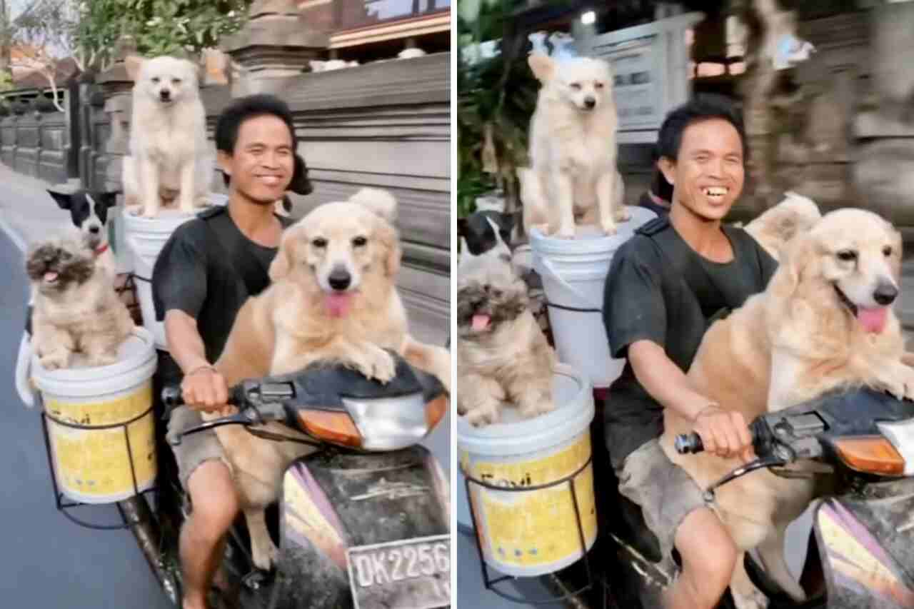 Vídeo hilário e arriscado: homem leva seus 6 cães para passear de moto