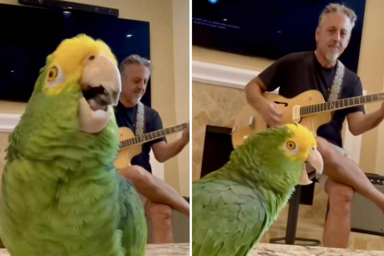Een papegaai wordt beschouwd als de beste rockzanger aller tijden. Foto: Reproductie Instagram