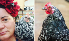 Mulher leva sua galinha de estimação para o trabalho, compras, viagens...