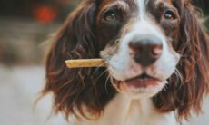 En professionell veterinär publicerar en lista över fördelarna med att erbjuda naturliga godbitar till husdjur. Foto: Reproduktion James Lacy | Unsplash