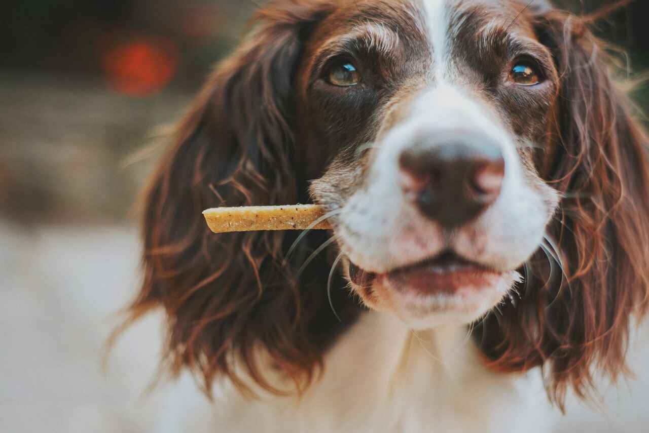 Un veterinario professionale pubblica un elenco dei benefici dell'offrire snack naturali agli animali domestici. Foto: Riproduzione James Lacy | Unsplash