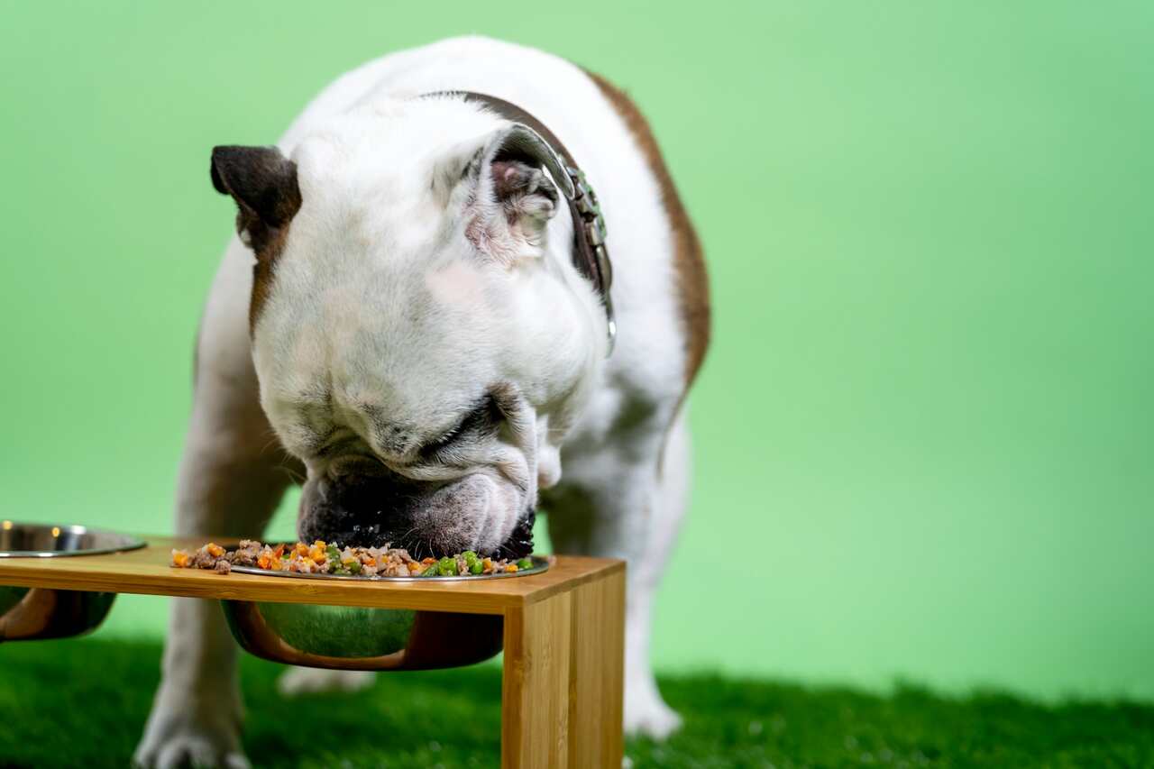 Learn how to find out how often your pet should eat per day. Photo: Reproduction Unsplash | Kabo