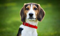 Especialista em comportamento canino diz como tratou seu cão com síndrome de 'o médico e o monstro'