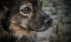 Quer um cão que viva muito? Escolha um pequeno e de focinho comprido, diz estudo