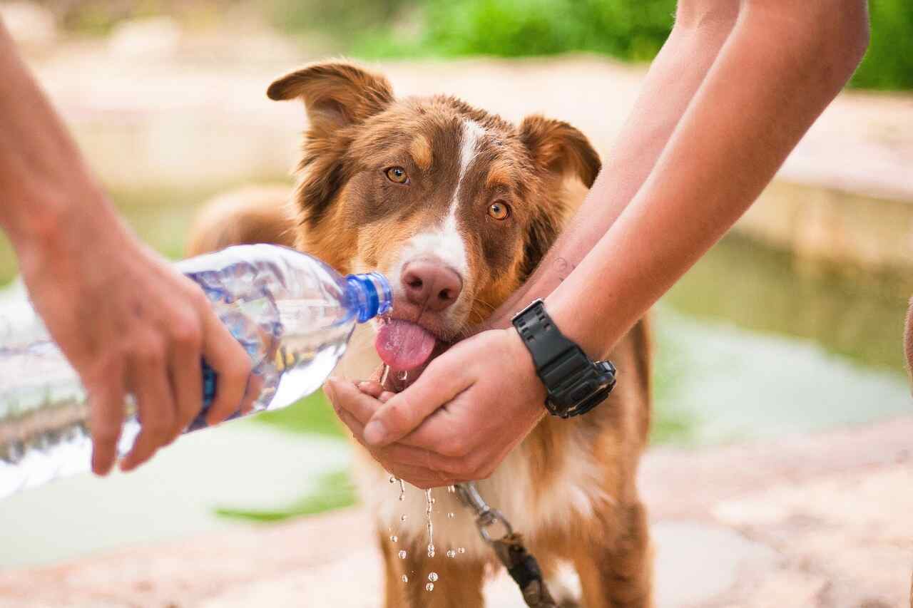 5 dicas para estimular seu cão a ingerir mais água em dias quentes
