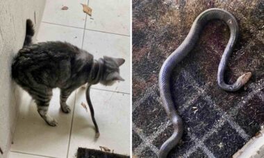 I en chock upptäckte en kvinna från Australien en dödlig orm lindad runt halsen på sin älskade huskatt i sitt eget hem. Foto: Reproduktion Facebook
