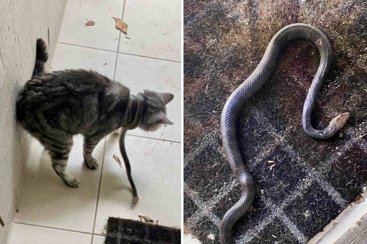Dona encontra cobra venenosa enrolada no pescoço da sua gata
