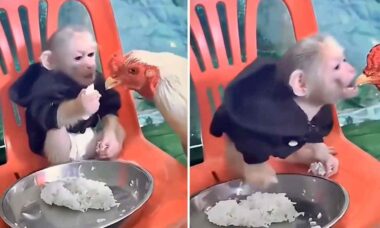 Vídeo hilário: macaquinho egoísta se nega a compartilhar comida com galinha