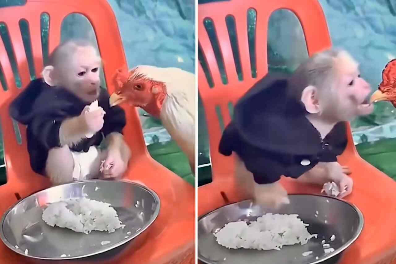 Video divertente: scimmietta egoista rifiuta di condividere il cibo con il pollo