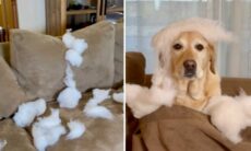 Vídeo impressionante: dona sai por meia hora e cão promove destruição total em casa