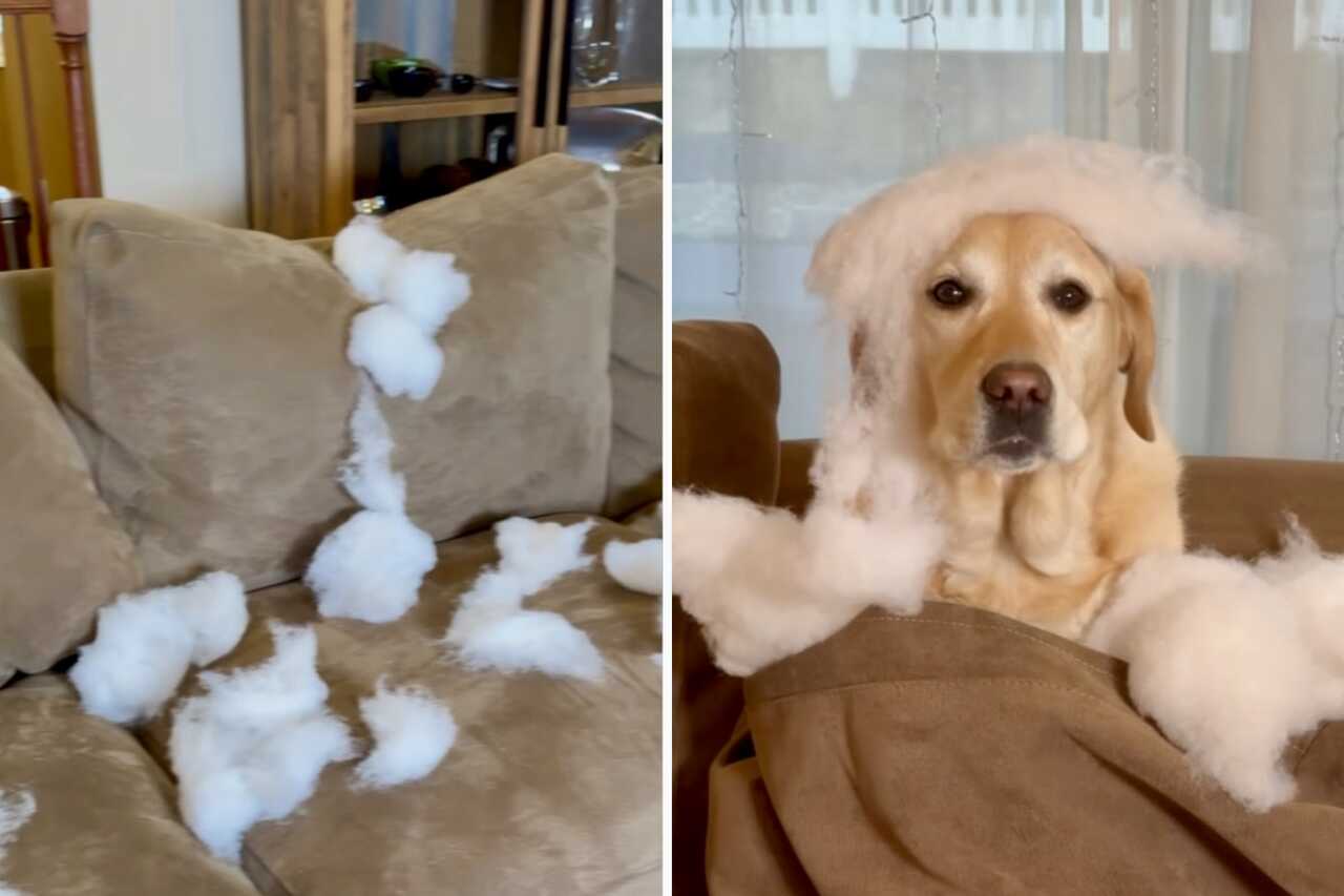 Impressive video: owner leaves for half an hour and dog causes total destruction at home