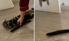 Vídeo hilário: nova compilação registra pavor que gatos têm de pepino