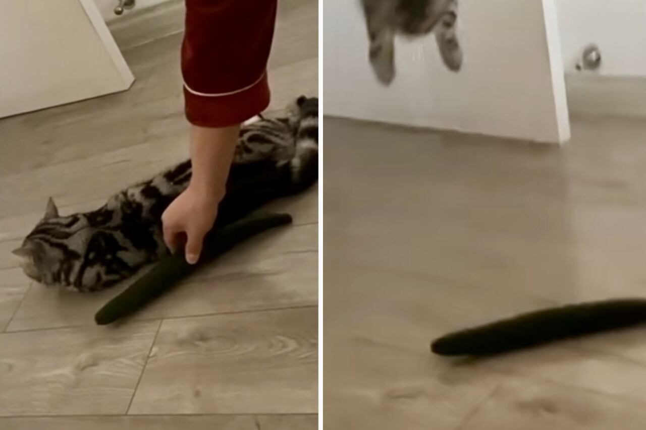 Funny Video: New Compilation Captures Cats' Fear of Cucumbers