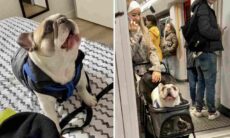 Conheça Sunny, o cachorrinho buldogue francês que fala pelos cotovelos e bomba na internet