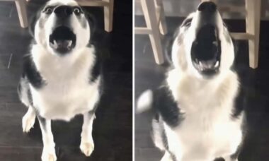 Beviset på att det är omöjligt att argumentera med en sibirisk husky fångades på film i en rolig video. Foto: Reproduktion Instagram