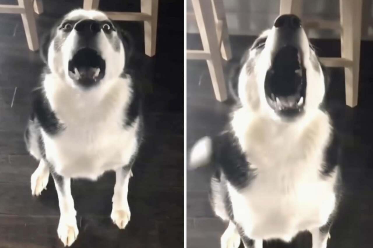 Beviset på at det er umulig å krangle med en sibirsk husky ble fanget i en morsom video. Foto: Reproduksjon Instagram