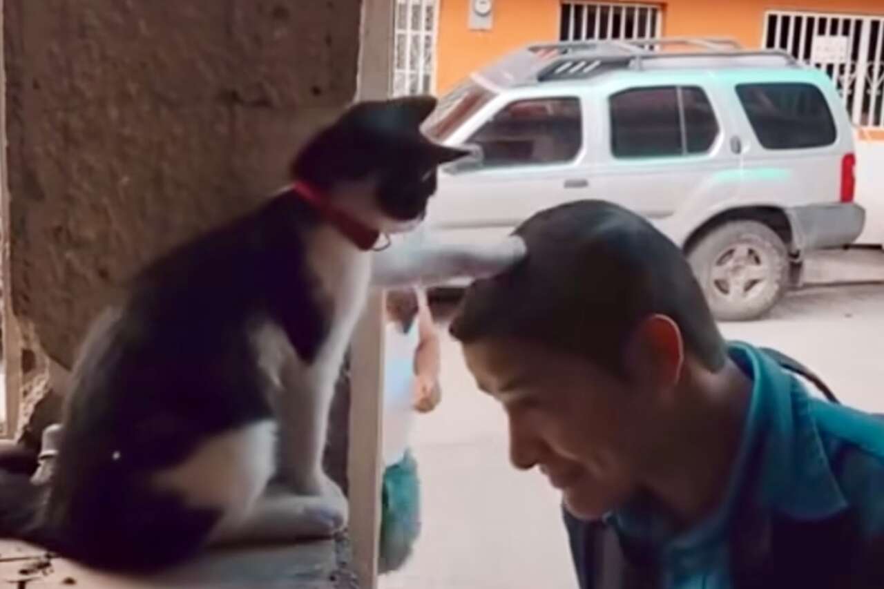 Lustiges Video: Katze 'segnet' alle Gläubigen, die für das Gebetskreis ankommen
