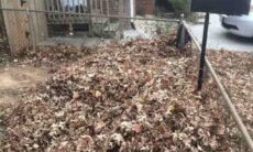 Desafio: você consegue encontrar o cãozinho entre as folhas em até 9 segundos?