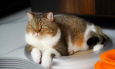 Veja lista com 13 alimentos que você jamais deve dar ao seu gato