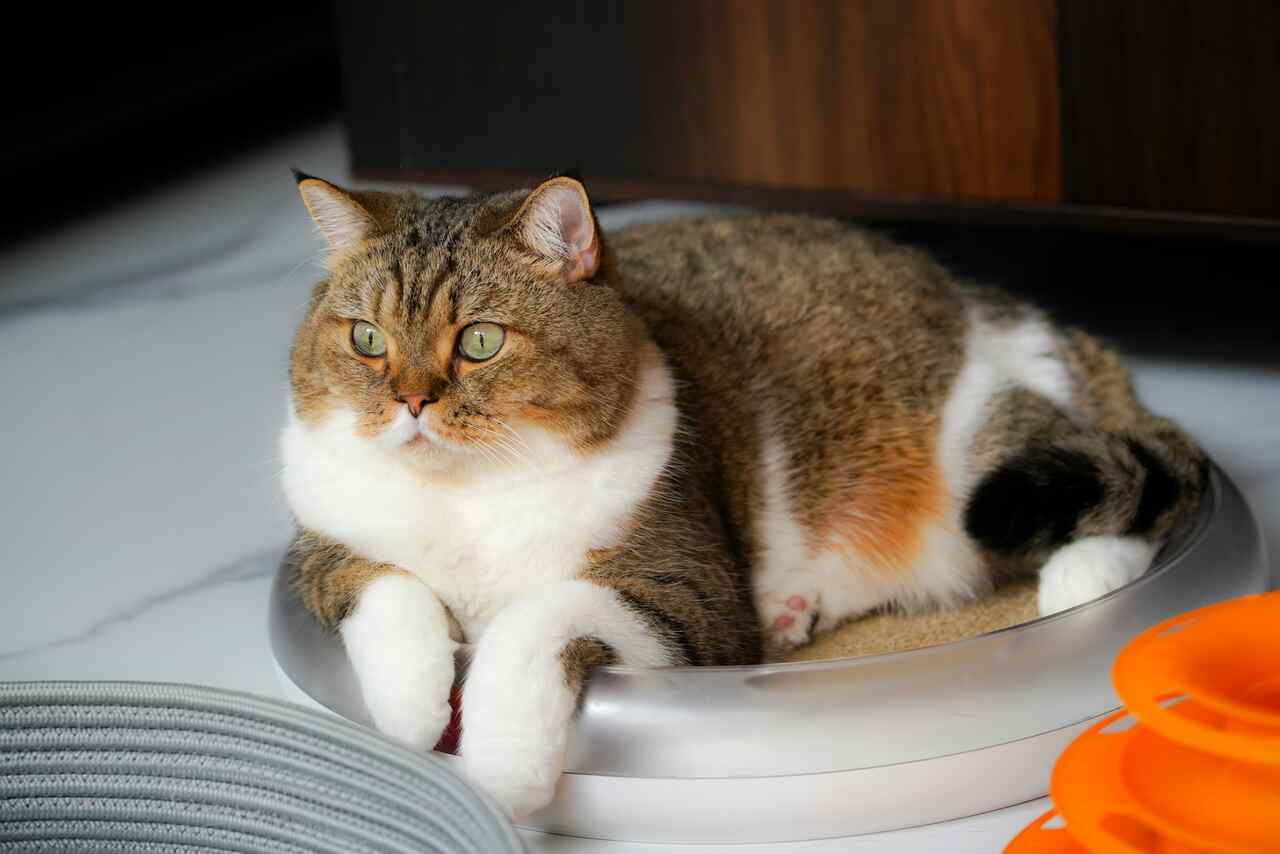 Siehe Liste mit 13 Lebensmitteln, die du deiner Katze niemals geben solltest