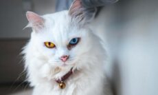 Especialista ajuda a decifrar os pensamentos dos gatos