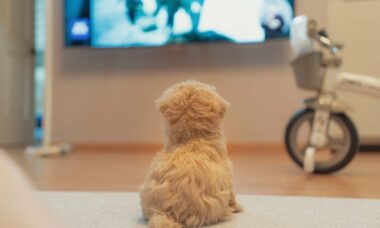 Novo estudo revela o que os cães mais gostam de ver na TV
