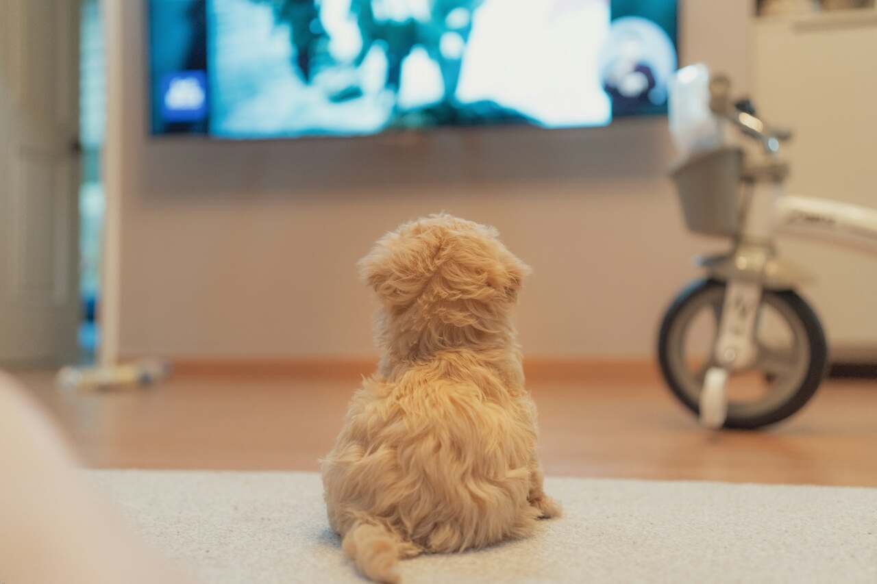 Ny studie avslöjar vad hundar helst tittar på TV