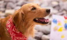 Com um pouco de esforço, você pode entender o que cães dizem quando latem, uivam ou choramingam