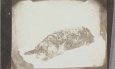 Se de första bilderna av husdjur i historien, tagna av fotografiens uppfinnare. Foto: Reproduktion The National Science and Media Museum