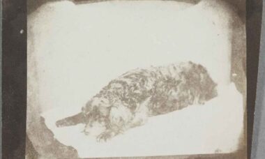 Se de första bilderna av husdjur i historien, tagna av fotografiens uppfinnare. Foto: Reproduktion The National Science and Media Museum
