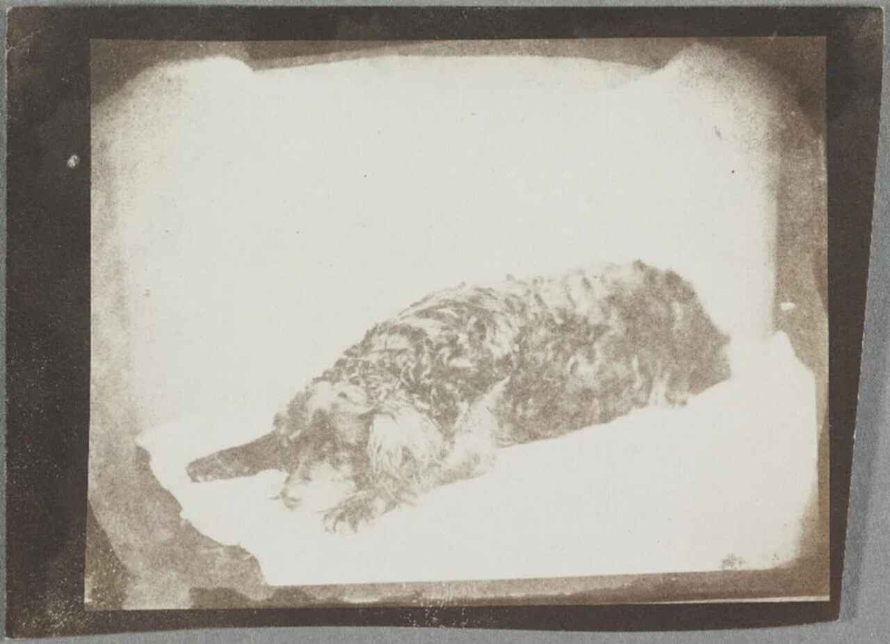 Bekijk de eerste afbeeldingen van huisdieren in de geschiedenis, gemaakt door de uitvinders van de fotografie. Foto: Reproductie The National Science and Media Museum