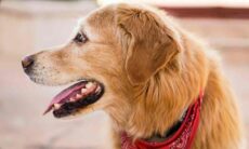 Tudo o que você precisa saber sobre a saúde bucal de cães