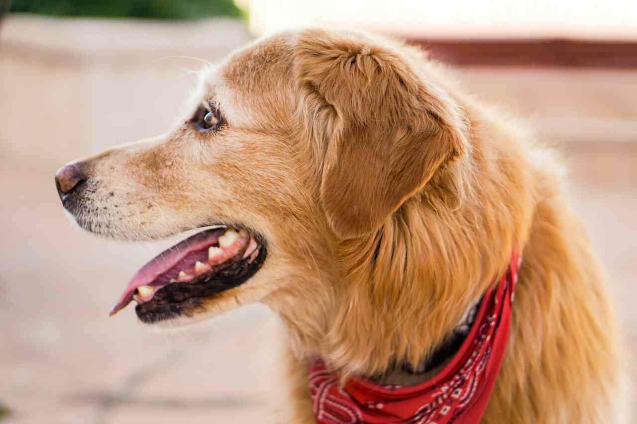 Tudo o que você precisa saber sobre a saúde bucal de cães
