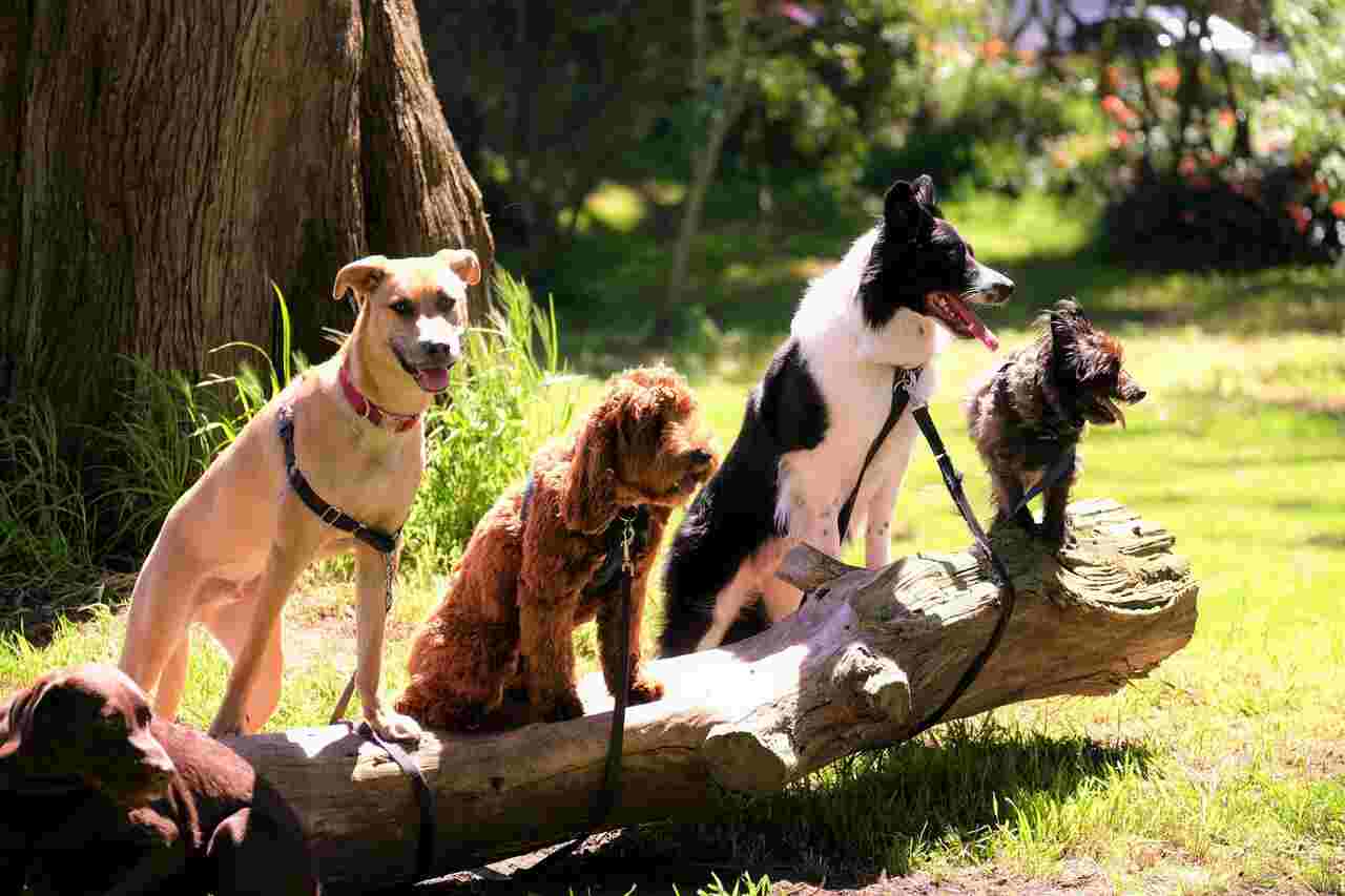 Survey shows how many dogs there are in the world; see other curious statistics